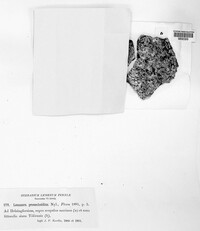 Lecanora helicopis image